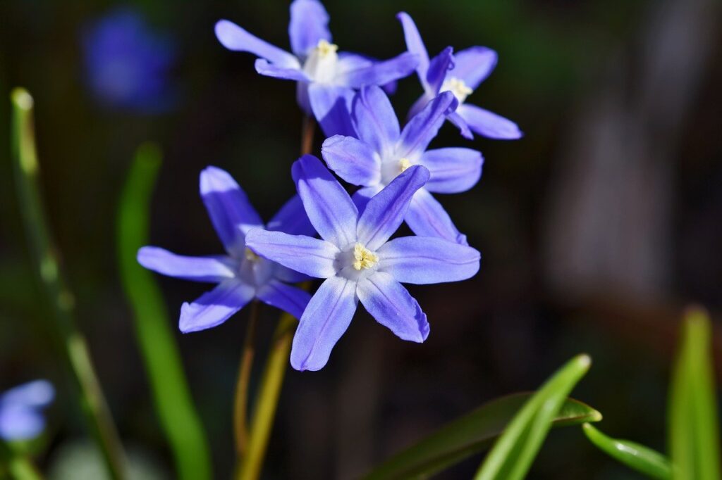 blue star, flower, plant-7870999.jpg